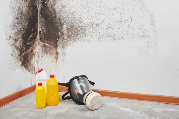 Best Emergency Mold Remediation in Green Park, MO