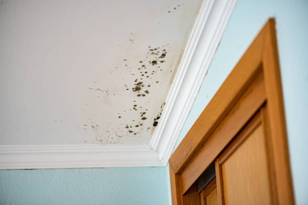 Best Kitchen Mold Remediation in Green Park, MO