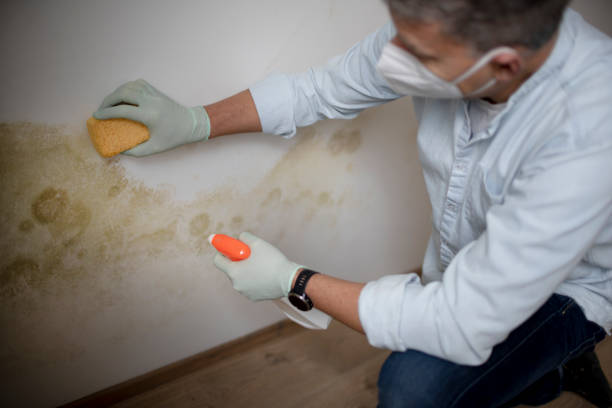 Best Crawl Space Mold Remediation in Green Park, MO