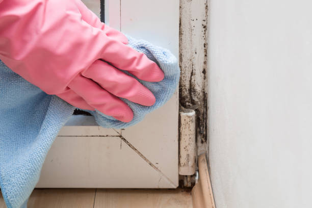 Best Residential Mold Remediation in Green Park, MO